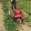 HONDA FF 300 TUINFREES